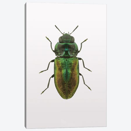 Beetle I Canvas Print #FBK172} by Design Fabrikken Canvas Print