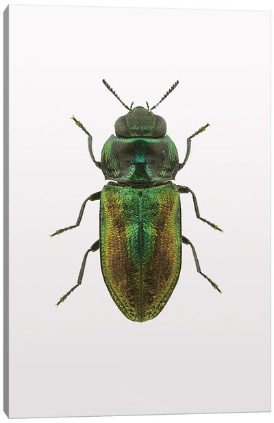 Beetle I Canvas Art Print - Beetle Art