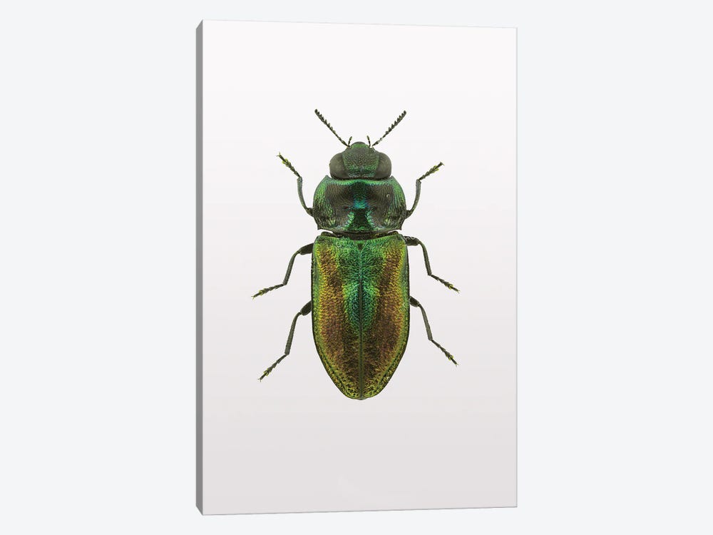 Beetle I by Design Fabrikken 1-piece Art Print