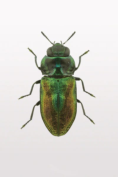 Beetles: Beetle I by Design Fabrikken