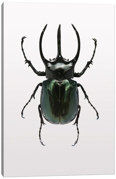 Beetle II Canvas Art Print