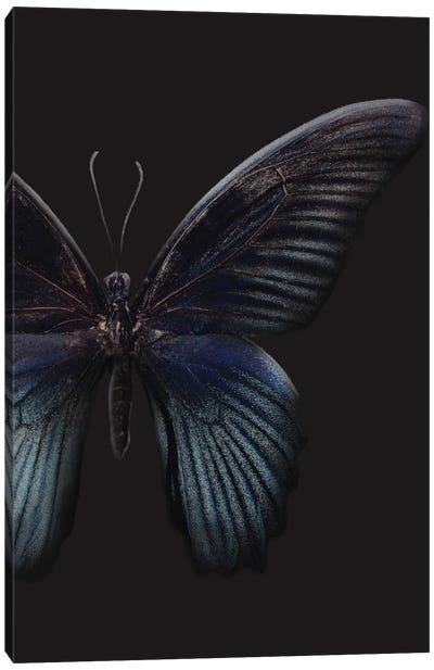 Black Butterfly on Grey Canvas Art Print - Design Fabrikken