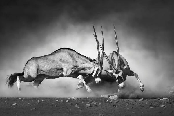 Rams: Combat by Design Fabrikken