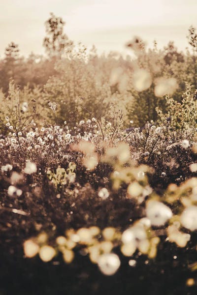 Golden Field by Design Fabrikken canvas print