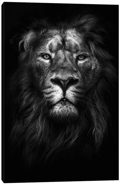 King of Kings Canvas Art Print - Lion Art