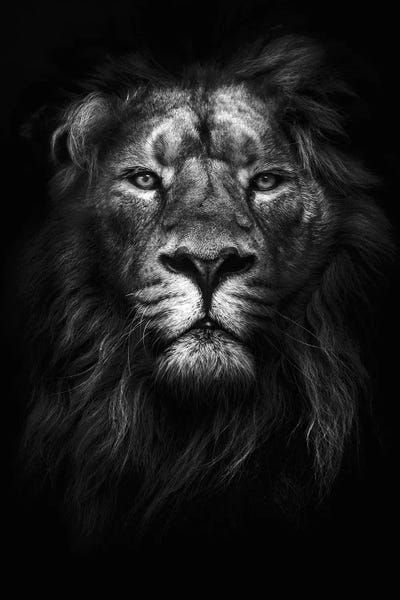 Large Photography - Canvas Prints: King of Kings by Design Fabrikken