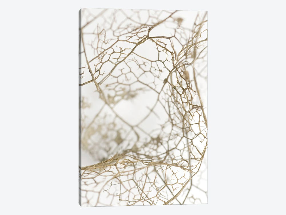 Leaf Skeleton by Design Fabrikken 1-piece Canvas Print