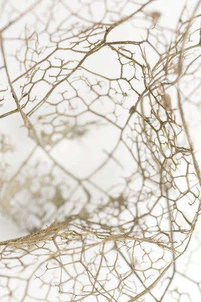 Abstracts In Nature: Leaf Skeleton by Design Fabrikken