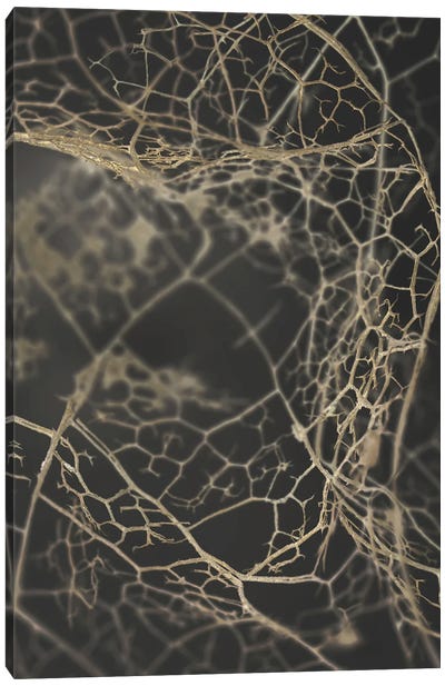 Leaf Skeleton Dark Canvas Art Print - Design Fabrikken