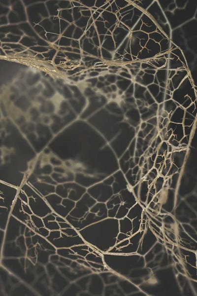 Abstract Photography: Leaf Skeleton Dark by Design Fabrikken