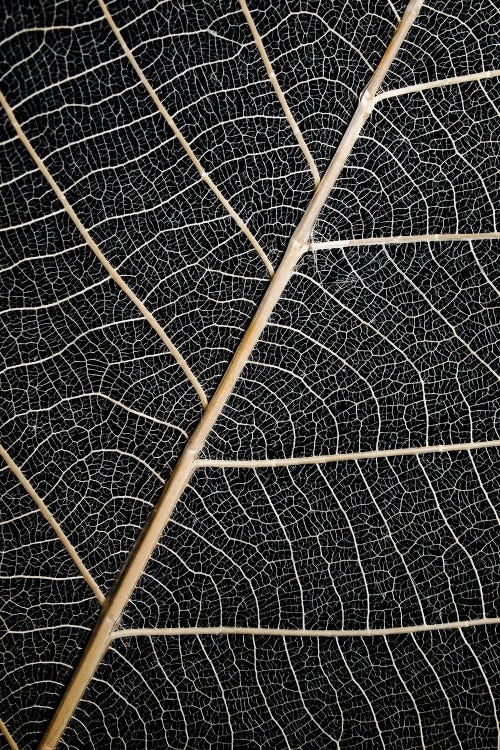 Leaf Veins