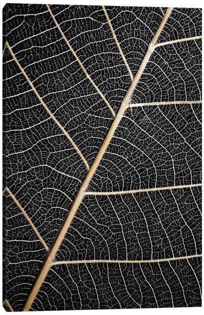 Leaf Veins Canvas Art Print - Macro Photography