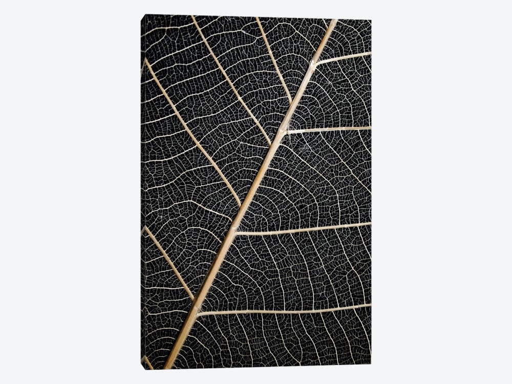 Leaf Veins by Design Fabrikken 1-piece Canvas Wall Art