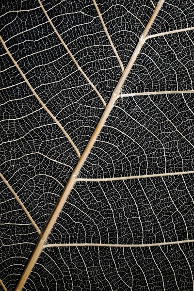 Abstracts In Nature: Leaf Veins by Design Fabrikken