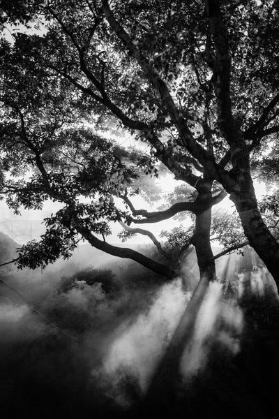 Mist & Fog: Misty Black by Design Fabrikken