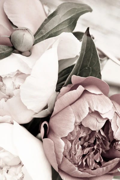 Peonies: Opulent I by Design Fabrikken