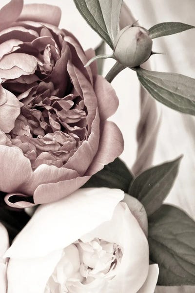 Peonies: Opulent II by Design Fabrikken