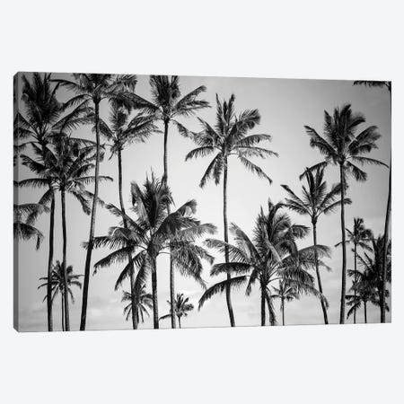 Palm Heaven Canvas Print #FBK359} by Design Fabrikken Art Print