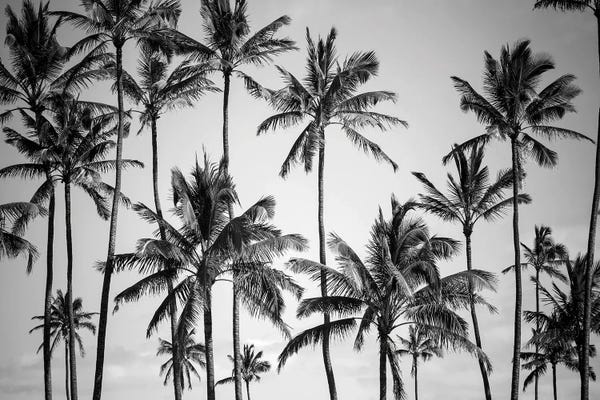 Tropical Living Room: Palm Heaven by Design Fabrikken