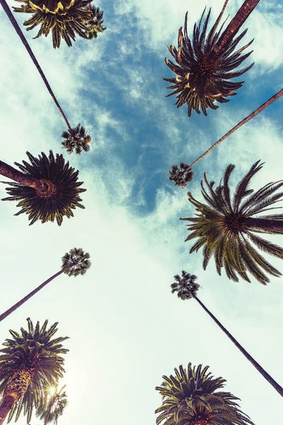 Palm Sky II by Design Fabrikken canvas print