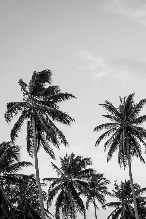 Palms in Grey