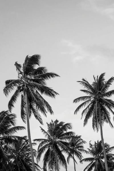 Design Fabrikken: Palms in Grey by Design Fabrikken