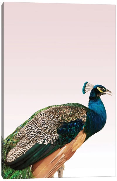 Peacock on Pink Canvas Art Print - Design Fabrikken