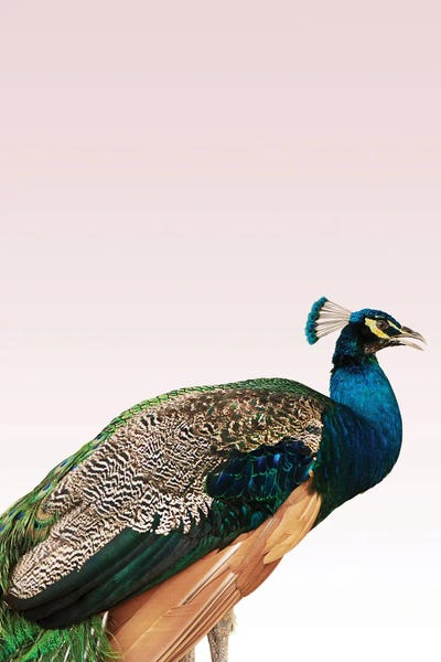 Peacocks: Peacock on Pink by Design Fabrikken