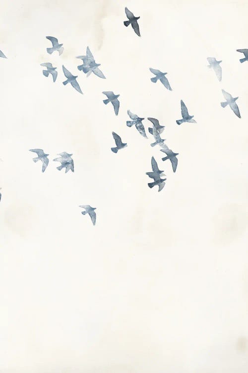 Pigeons Sky