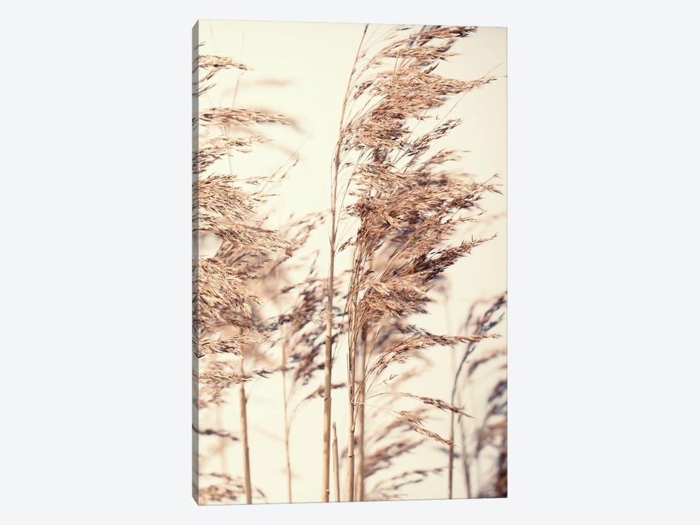 Reed I by Design Fabrikken 1-piece Canvas Art Print