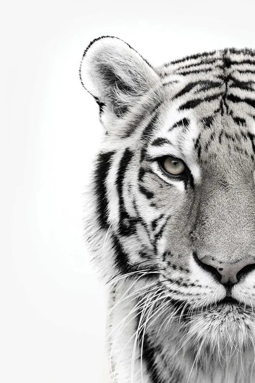 White Tiger