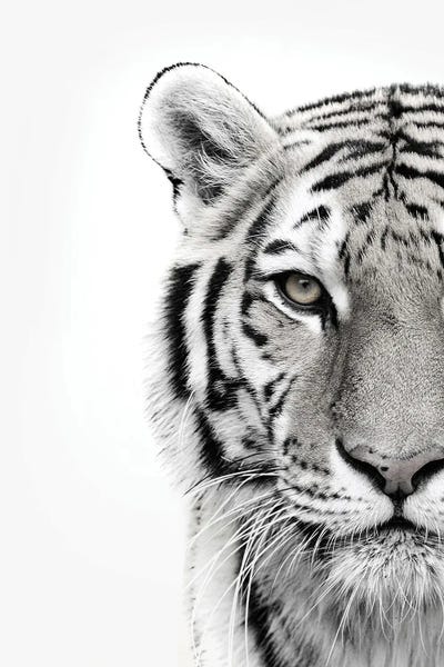 Tigers: White Tiger by Design Fabrikken