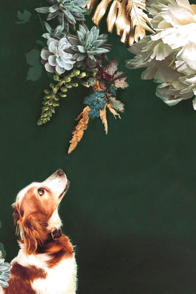 Design Fabrikken: Pet Couture I by Design Fabrikken