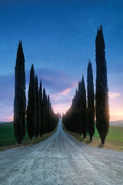 Cypres Way by Fabio Antenore framed canvas print