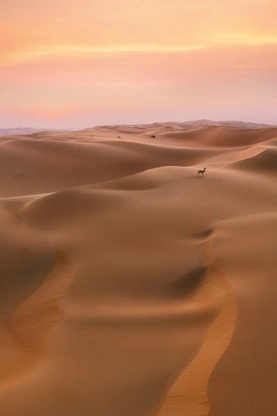 Desert Life by Fabio Antenore metal wall art