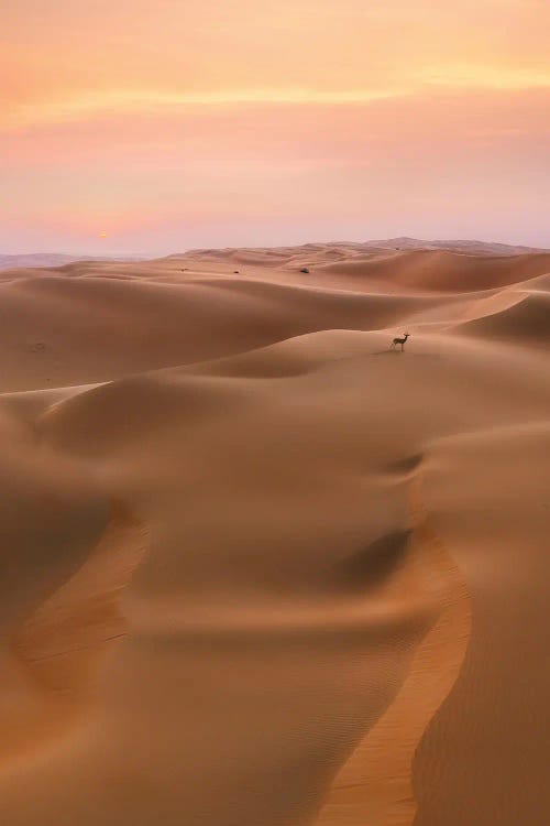 Desert Life