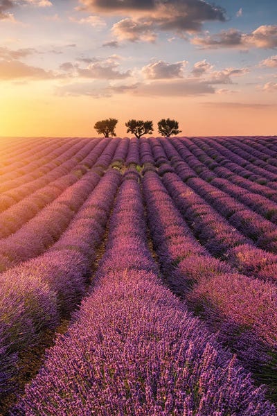 Hyperreal Landscape Photography: Valensole by Fabio Antenore