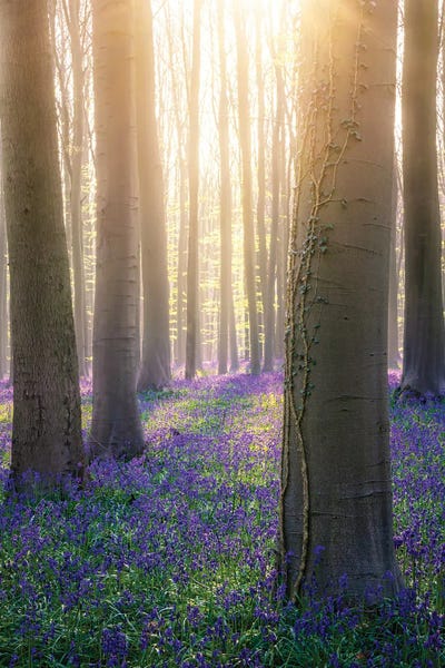 Bluebonnets: Hallerbos by Fabio Antenore