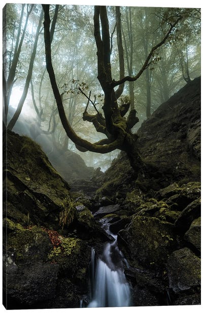 Mystic Wood Canvas Art Print - Atmospheric Photography