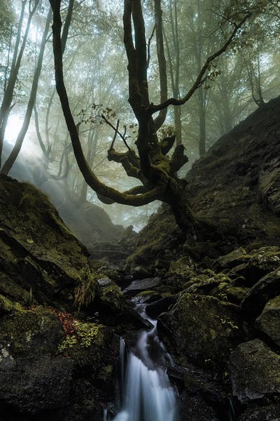 Atmospheric Photography: Mystic Wood by Fabio Antenore