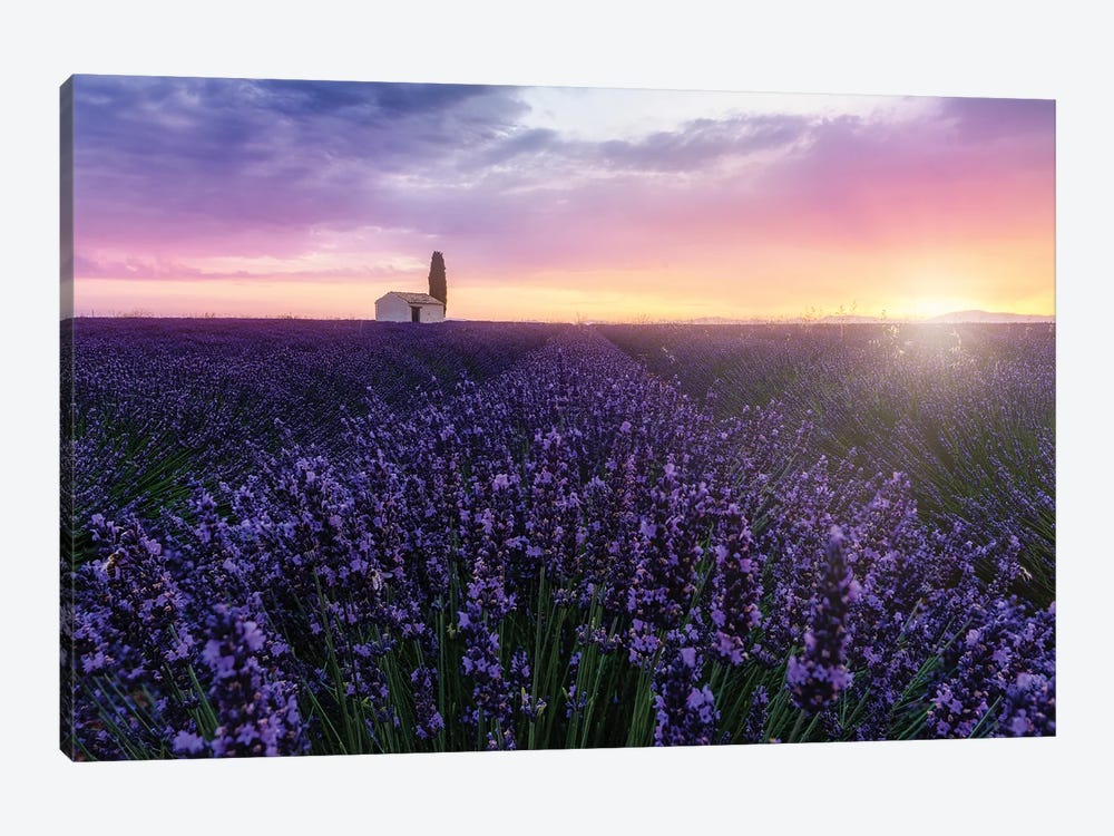 Bees At Sunrise by Fabio Antenore 1-piece Art Print