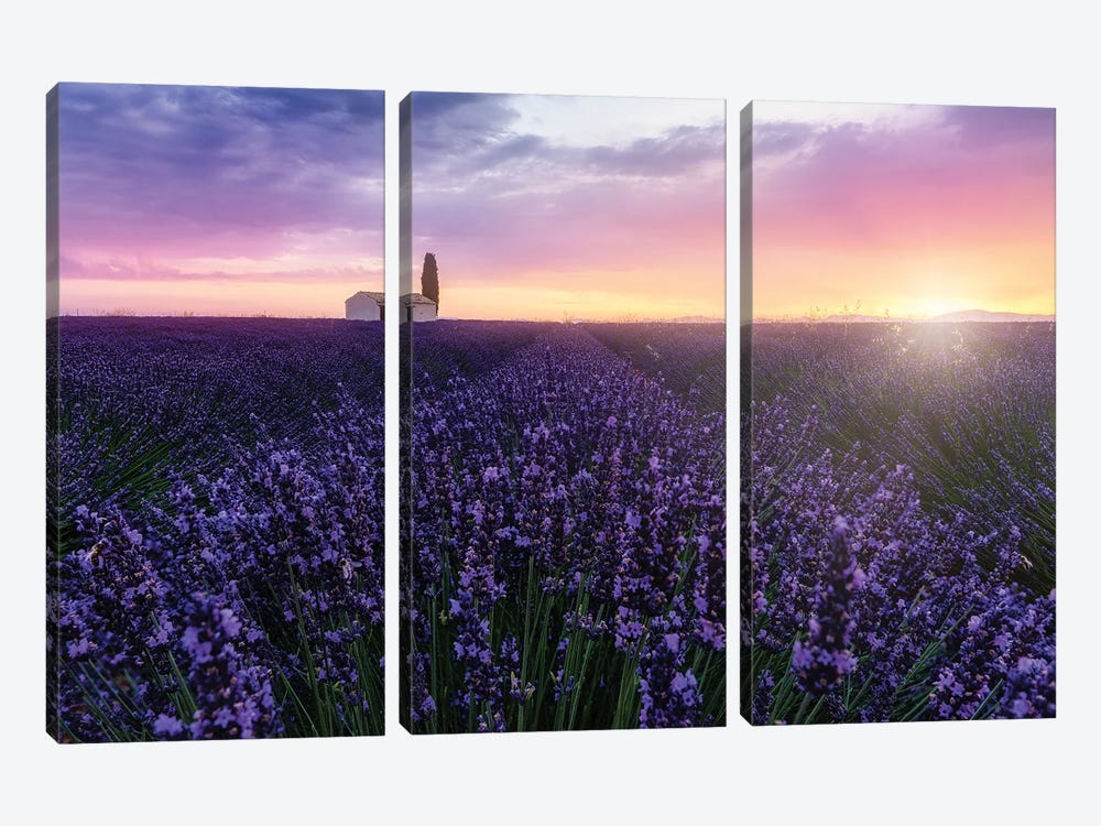 Bees At Sunrise by Fabio Antenore 3-piece Art Print