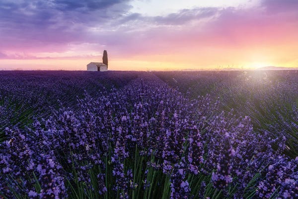 Bees At Sunrise