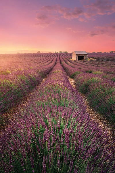 Herbs: Old House by Fabio Antenore