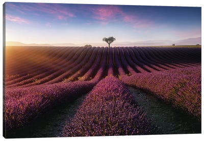 Purple Sun Canvas Art Print - Lavender Art
