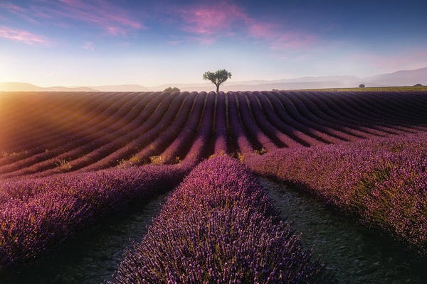 Herbs: Purple Sun by Fabio Antenore