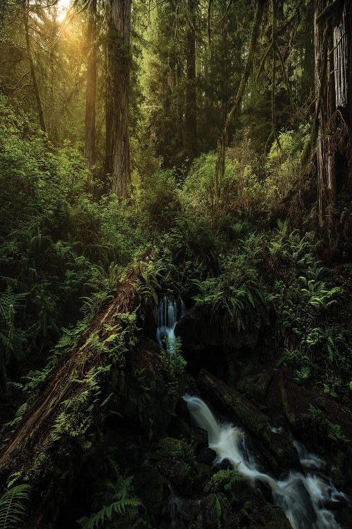 Redwood Lines