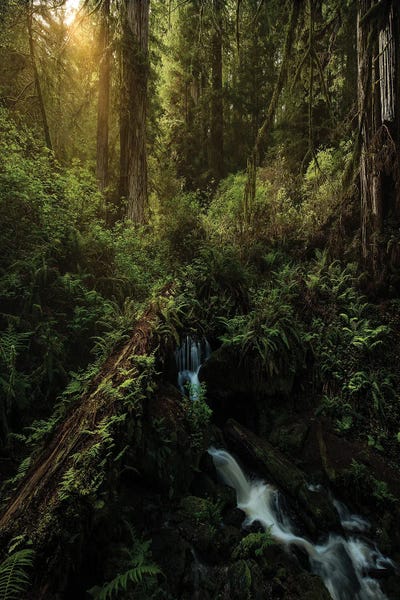 Redwood Lines