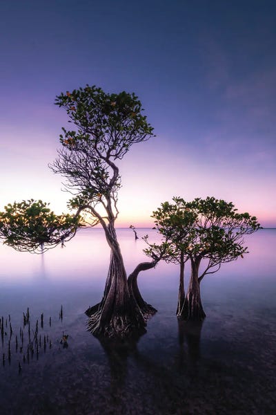 Sumba by Fabio Antenore art print