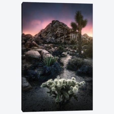 The Cactus And The Rock Canvas Print #FBO78} by Fabio Antenore Canvas Wall Art